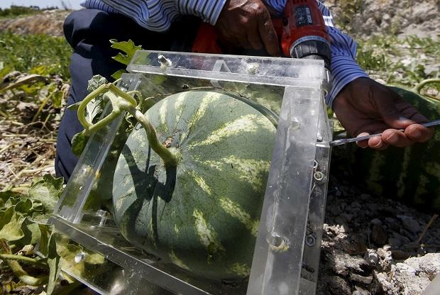 Square Watermelon( Pic credit: Reuters)