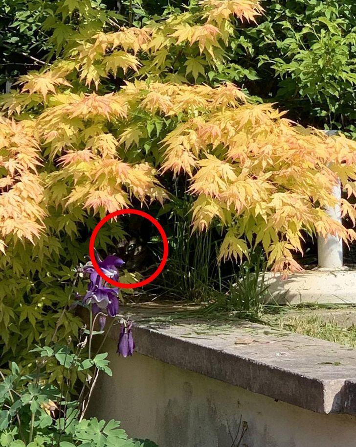 Optical Illusion : बूझो तो जानें! आपको झाड़ियों के बीच छिपी ग्रे कलर की बिल्ली को खोजना है, जल्द पूरा करें ये चैलेंज