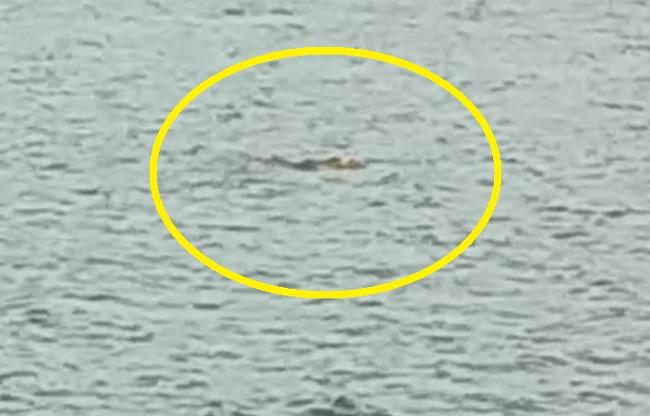 शव को लेकर पानी में मौजूद मगरमच्छ.