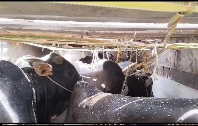 ट्रक में मौजूद मवेशी.