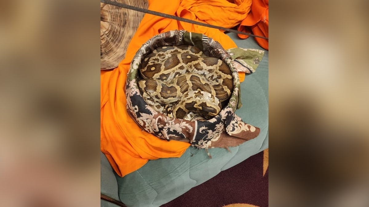 रेव पार्टी में सपेरे सांपों को लेकर पहुंचते हैं 