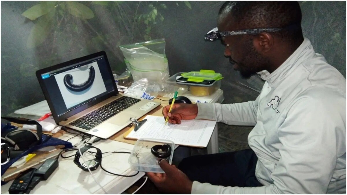 जंगल में मिलीं जीव की नई प्रजातियां (तस्वीर- University of the Sunshine Coast) 