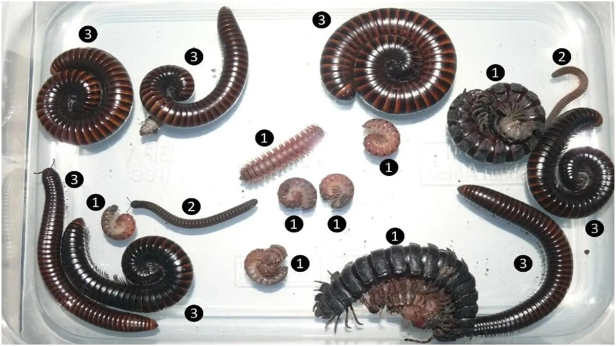 जंगल में मिलीं जीव की नई प्रजातियां (तस्वीर- University of the Sunshine Coast) 