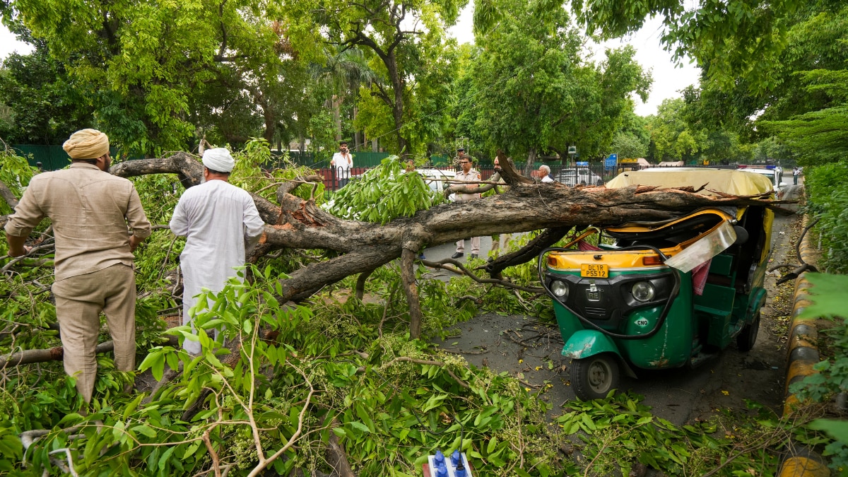 Delhi tree uprooted