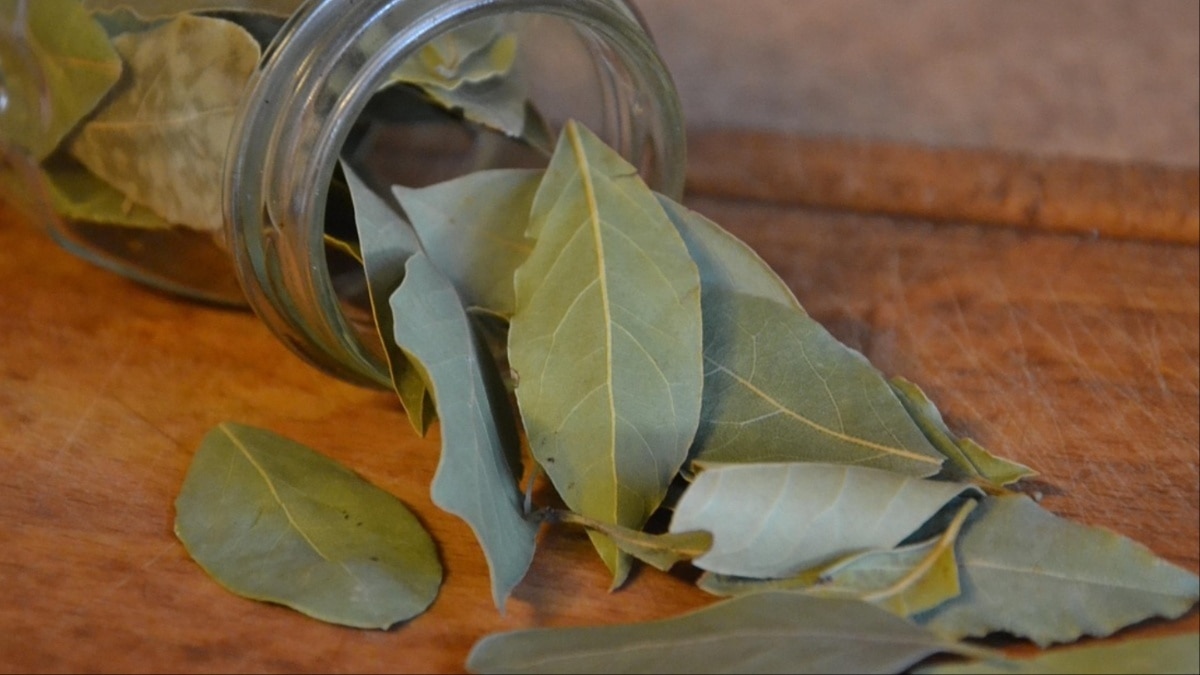 तेज पत्ते