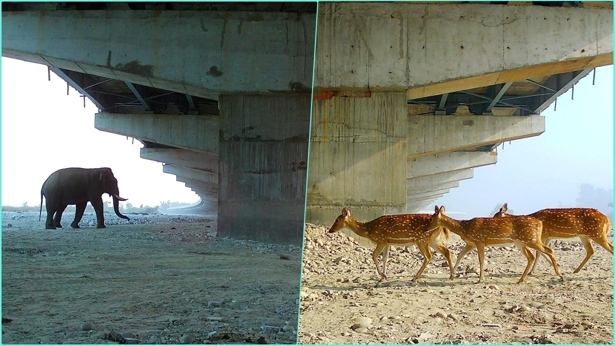 Delhi Dehradun Expressway Wildlife