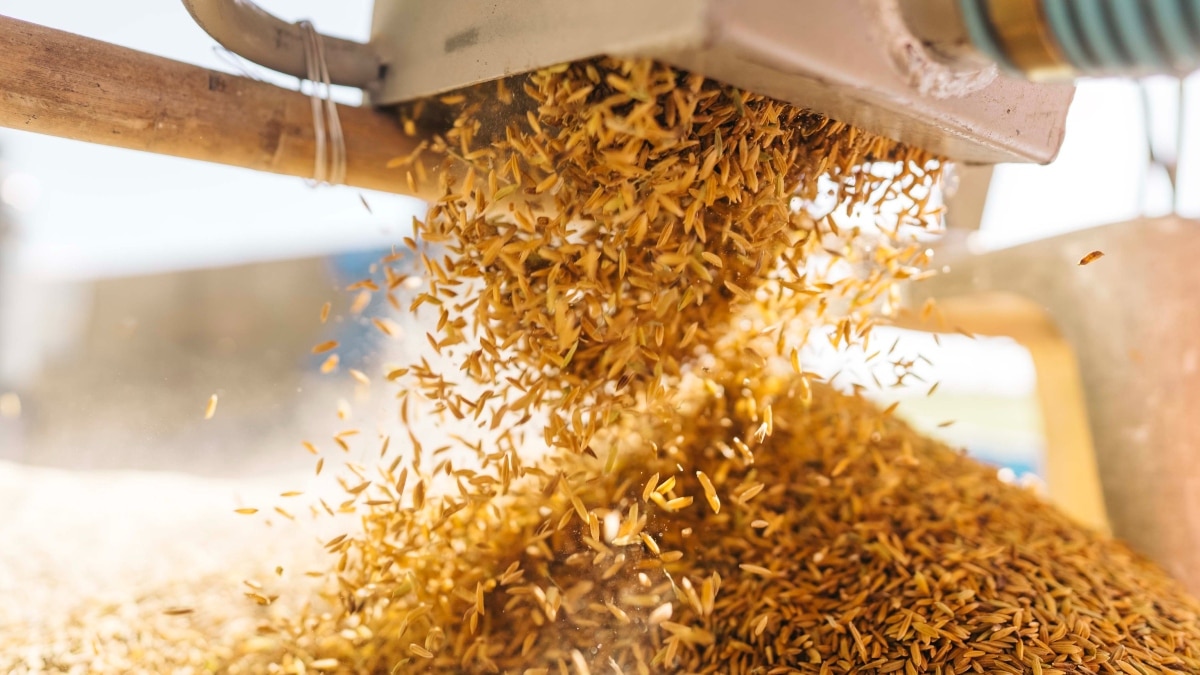 Ethanol Production From Rice
