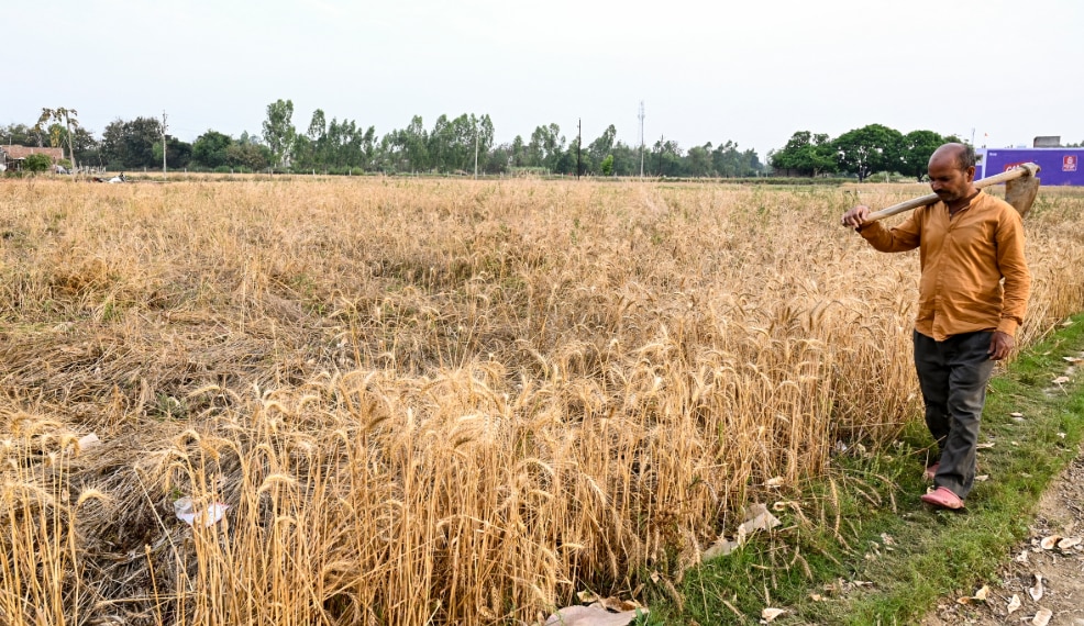 Ayodhya: A farmer inspects his rain-soaked wheat crop, in Ayodhya district, Wednesday, April 8, 2026. (PTI Photo)