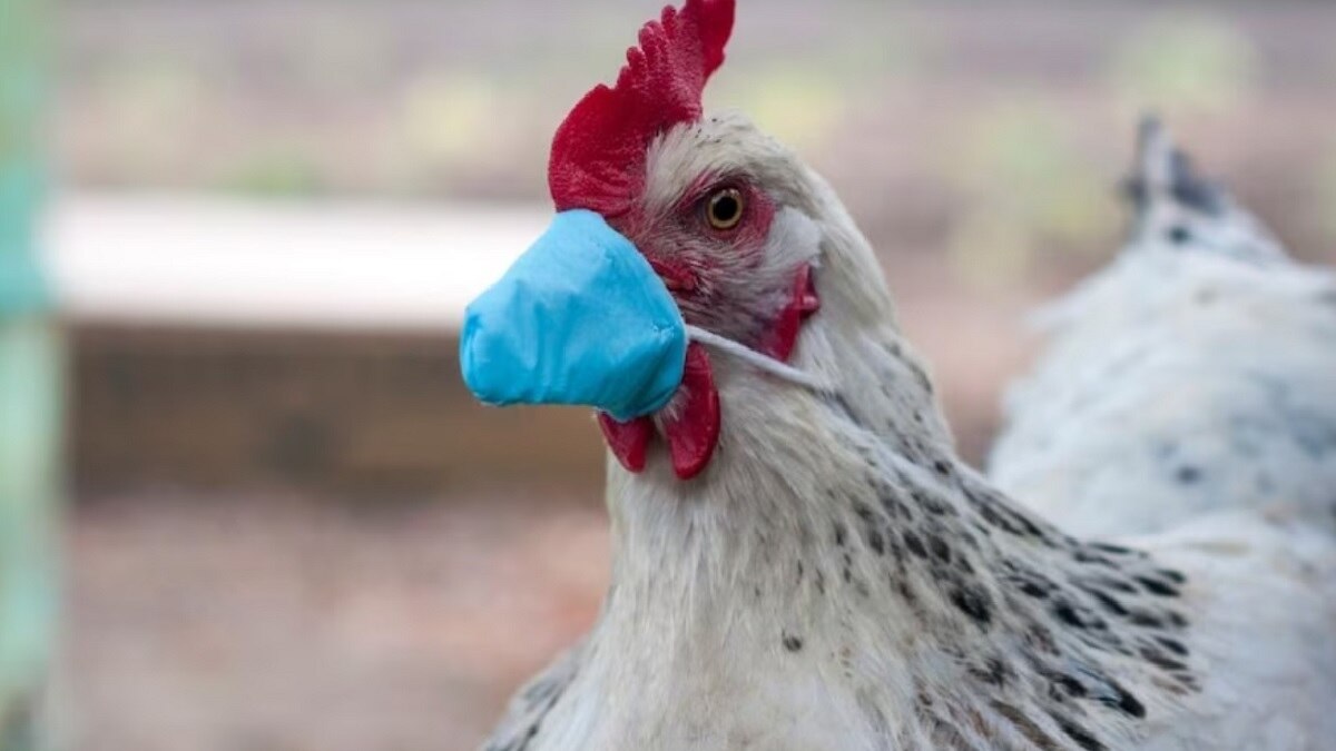 Scientists sound alarm over mutating avian flu virus in China, raising pandemic concerns Scientists sound alarm over mutating avian flu virus in China, raising pandemic concerns
