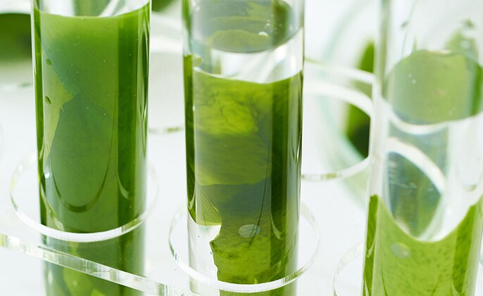 Algae Edge Algae Edge