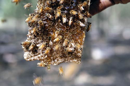 Honey Money: The story of Kashmir Apiaries
