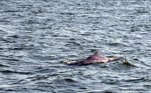 Environmental concerns at Jaitapur