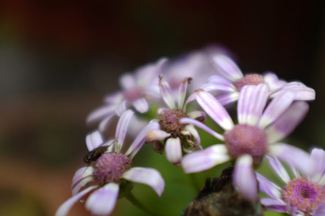 Test Bench: FujiFilm X100S