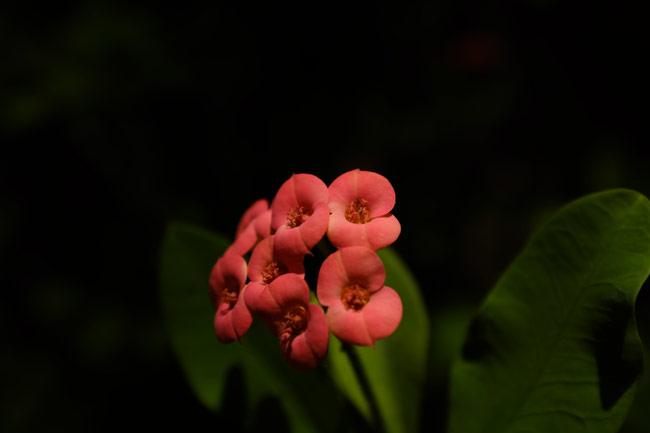 Test Bench: FujiFilm X100S