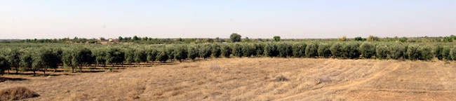 How ROCL is cultivating Olive in Rajasthan