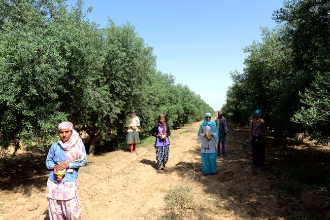 How ROCL is cultivating Olive in Rajasthan