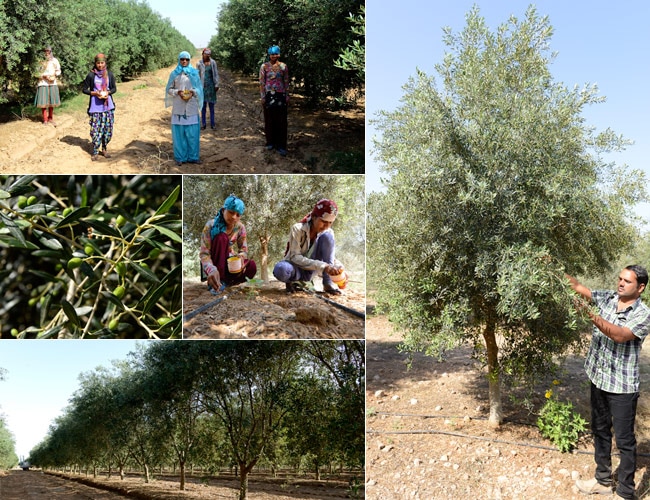 How ROCL is cultivating Olive in Rajasthan