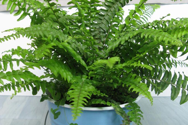 Find air purifier expensive? Here are some cheaper and greener options 