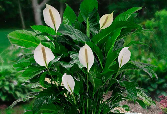 Find air purifier expensive? Here are some cheaper and greener options 