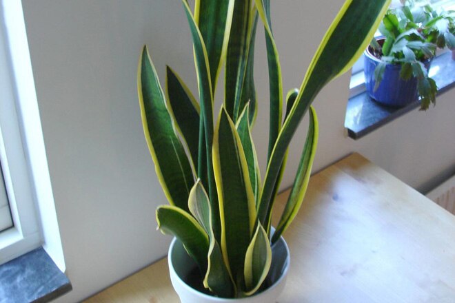 Find air purifier expensive? Here are some cheaper and greener options 