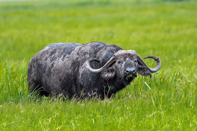 Up Close & Personal: Serengeti Wildlife