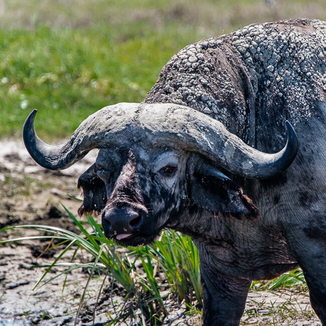 Up Close & Personal: Serengeti Wildlife