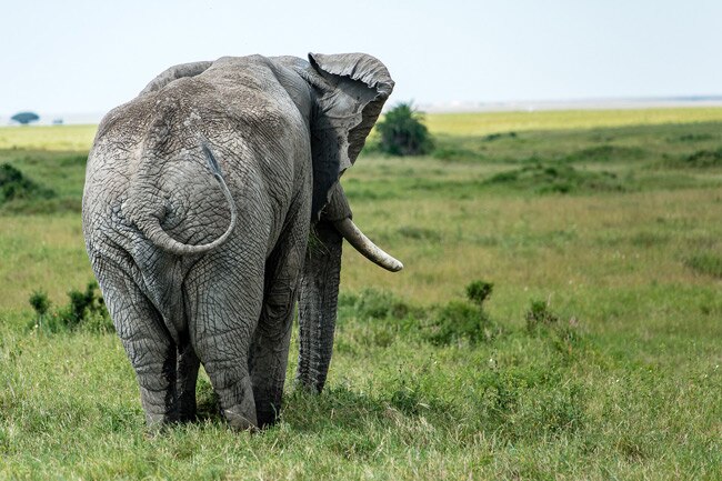 Up Close & Personal: Serengeti Wildlife