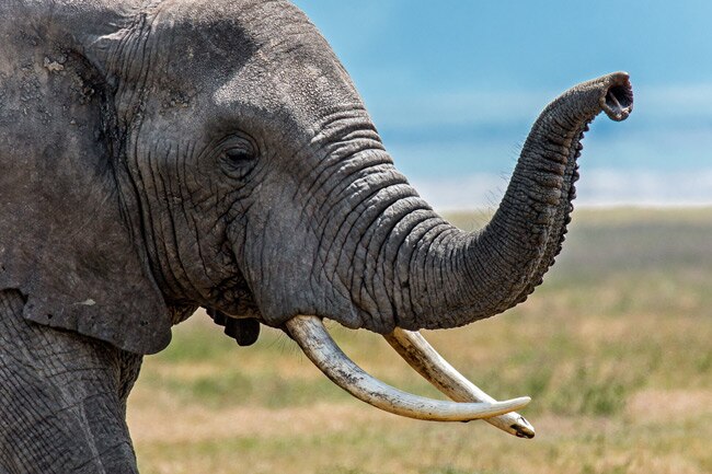 Up Close & Personal: Serengeti Wildlife