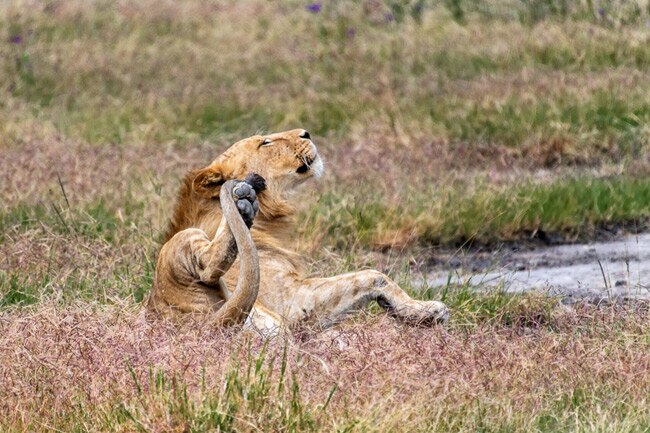 Up Close & Personal: Serengeti Wildlife