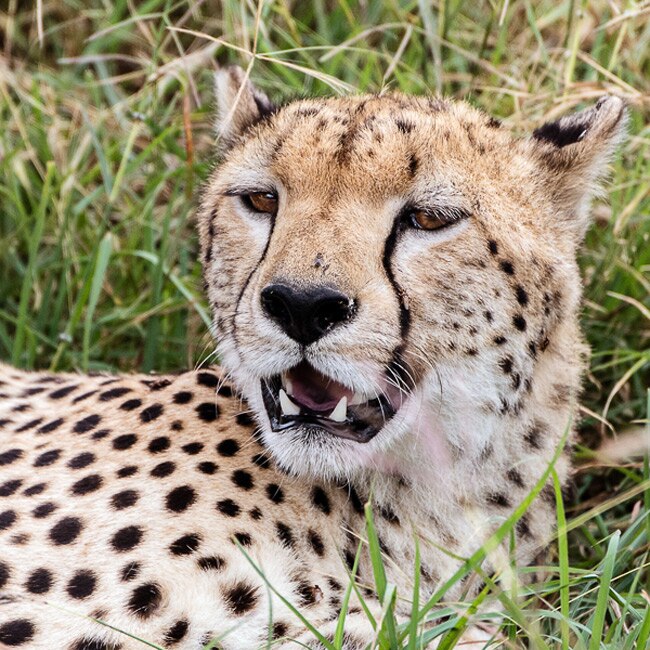 Up Close & Personal: Serengeti Wildlife