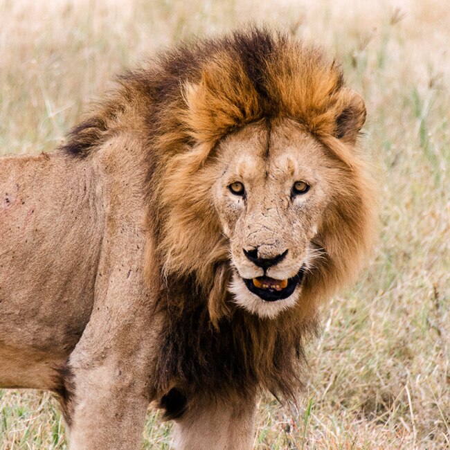 Up Close & Personal: Serengeti Wildlife