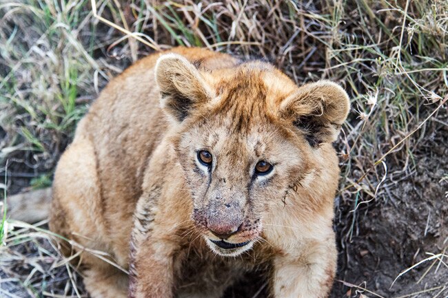 Up Close & Personal: Serengeti Wildlife