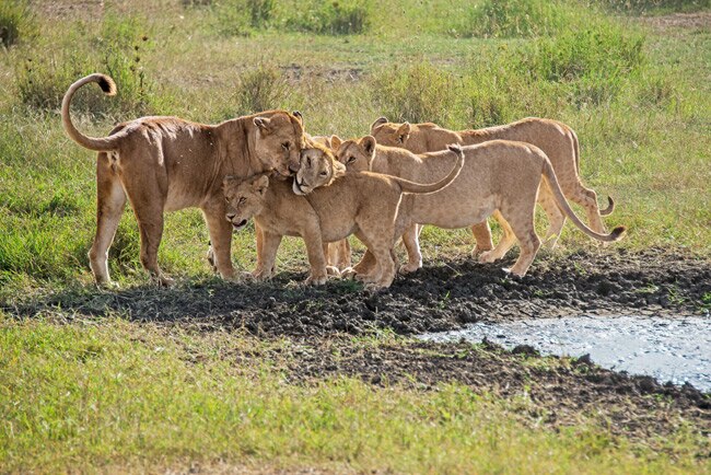Up Close & Personal: Serengeti Wildlife