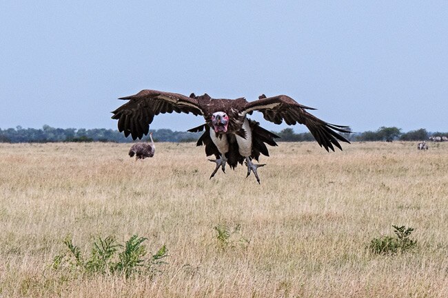 Up Close & Personal: Serengeti Wildlife