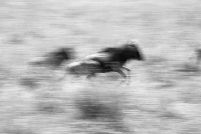 Up Close & Personal: Serengeti Wildlife