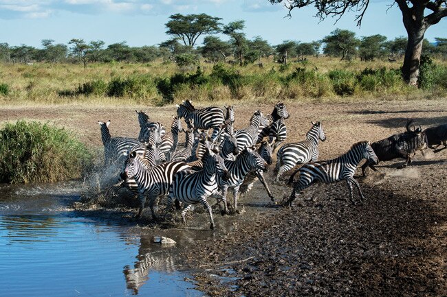 Up Close & Personal: Serengeti Wildlife