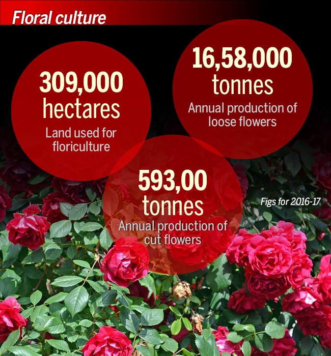 Indian roses make a global performance