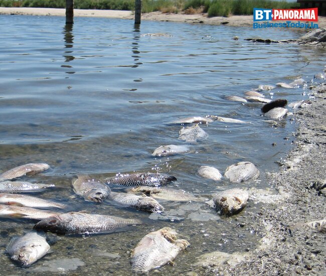 Here is how chemicals in firecrackers can affect your health