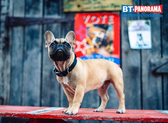 Wilbur ,the French Bulldog, becomes Mayor in 2020 'Pawlitical' Elections