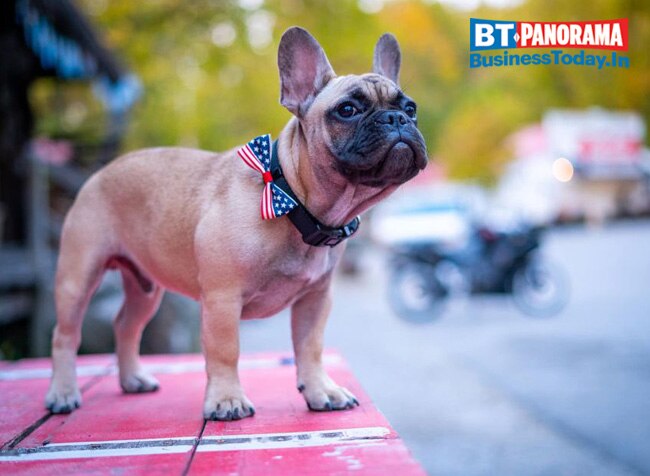 Wilbur ,the French Bulldog, becomes Mayor in 2020 'Pawlitical' Elections