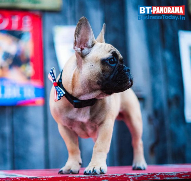 Wilbur ,the French Bulldog, becomes Mayor in 2020 'Pawlitical' Elections