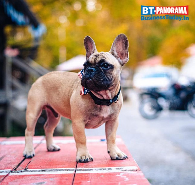 Wilbur ,the French Bulldog, becomes Mayor in 2020 'Pawlitical' Elections