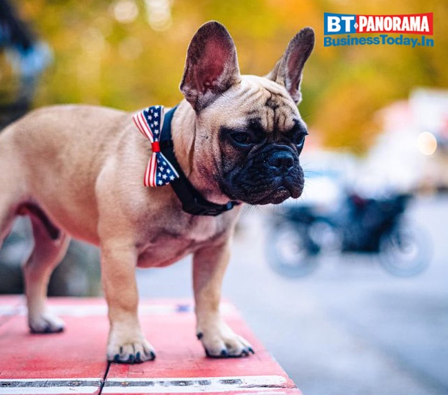 Wilbur ,the French Bulldog, becomes Mayor in 2020 'Pawlitical' Elections