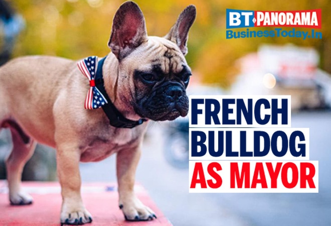 Wilbur ,the French Bulldog, becomes Mayor in 2020 'Pawlitical' Elections