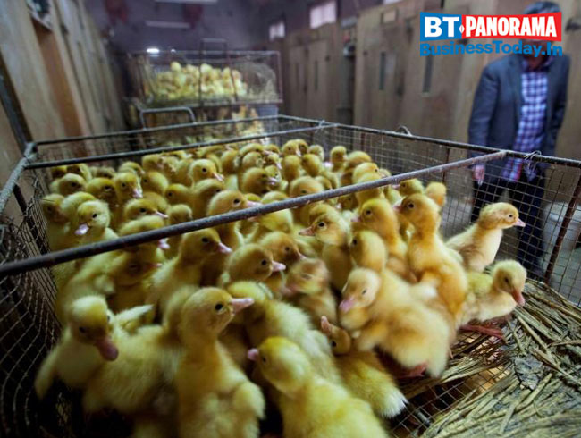 How severe is the Bird flu outbreak and can we deal with it?