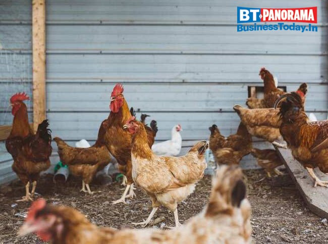 How severe is the Bird flu outbreak and can we deal with it?