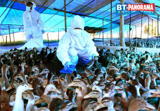 How severe is the Bird flu outbreak and can we deal with it?