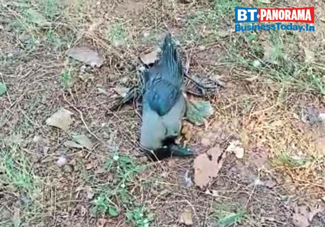 How severe is the Bird flu outbreak and can we deal with it?