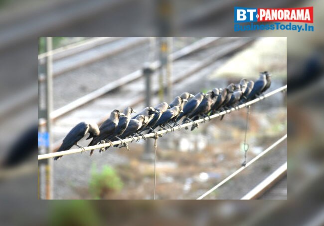 How severe is the Bird flu outbreak and can we deal with it?