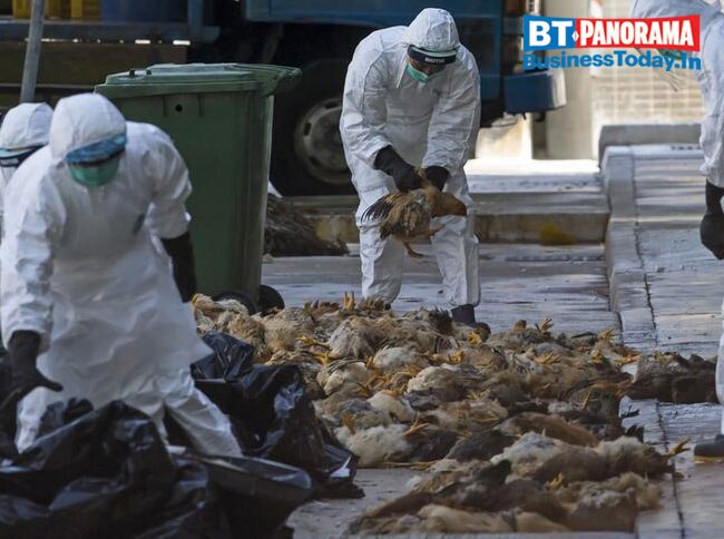 How severe is the Bird flu outbreak and can we deal with it?